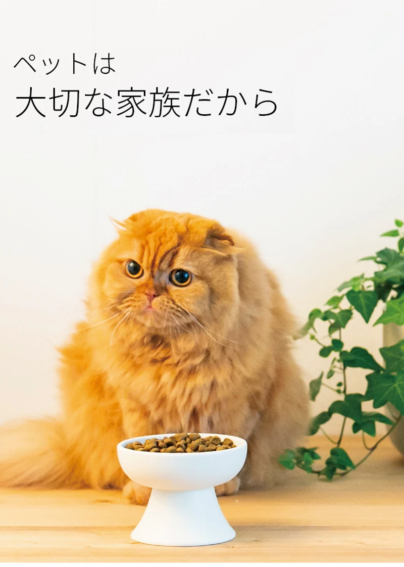 New Ceramic Pet Bowl Japanese- - Wedding Water Supply review and price